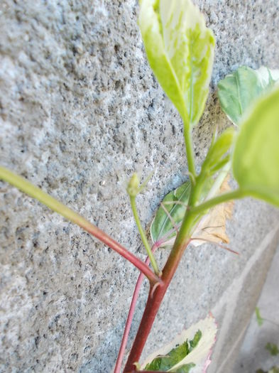 DSCN0854