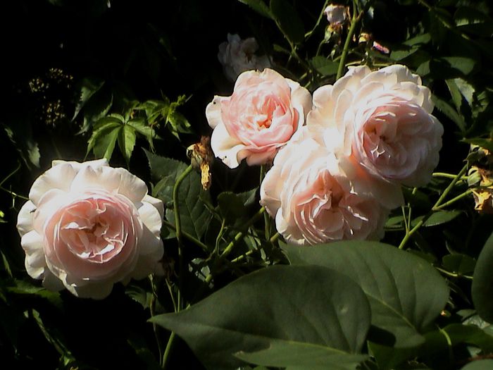 DSC00728 - A Shropshire Lad