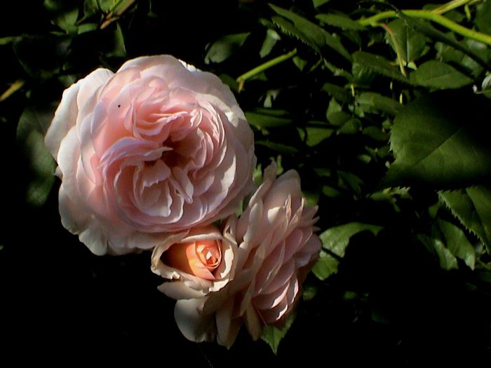 DSC00738 - A Shropshire Lad