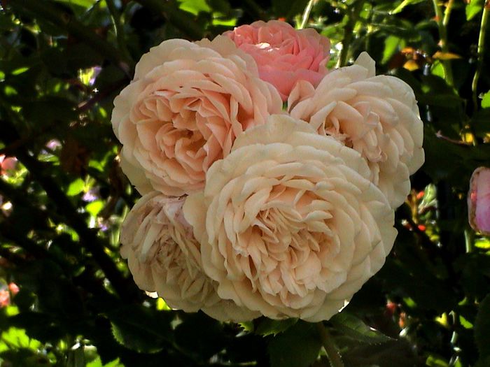 DSC00730 - A Shropshire Lad