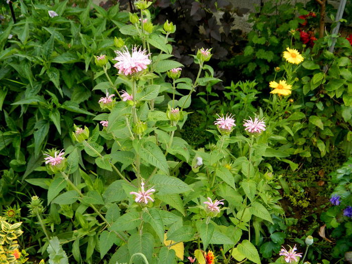 Monarda roz - IUNIE 2014