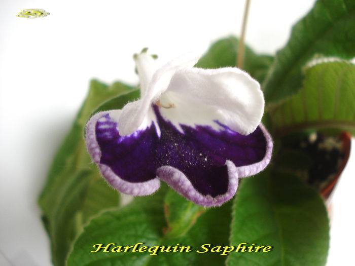 Harlequin Saphire (17-06-2014)