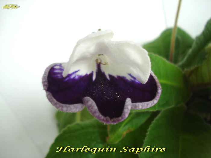 Harlequin Saphire(17-06-2014) - Streptocarpusi 2014