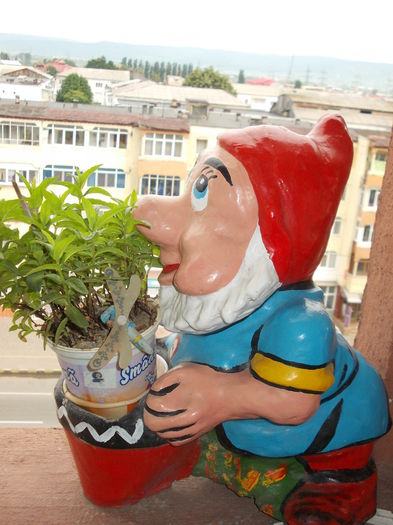 16 iunie 2014-flori 064