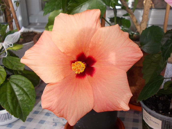11 iunie 2014 - flori 005