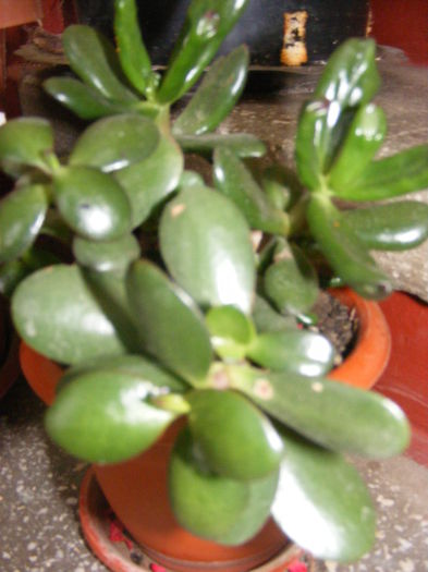 DSCF0651