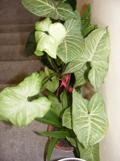 DSCF0653