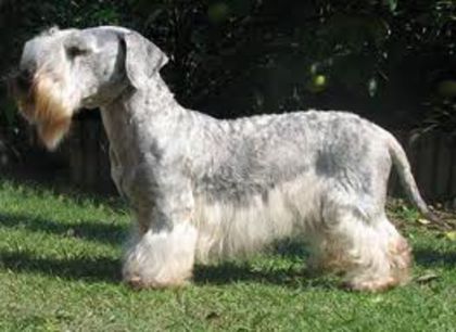 descărcare - z-Cesky Terrier