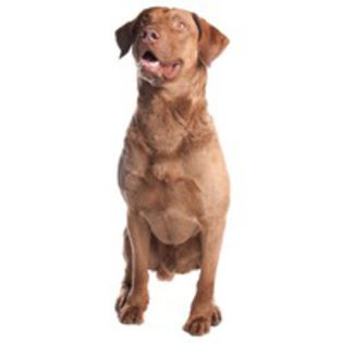 chesapeake-bay-retriever_122