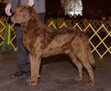 descărcare - z-Chesapeake Bay Retriever