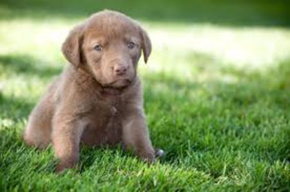 descărcare (3) - z-Chesapeake Bay Retriever