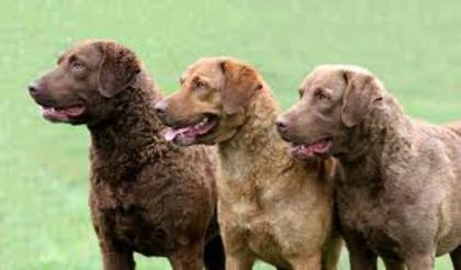 descărcare (4) - z-Chesapeake Bay Retriever