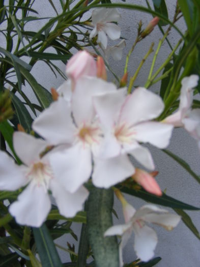 DSCF0573