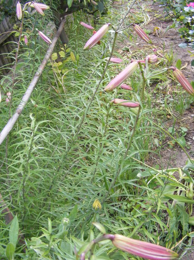 DSCF0589