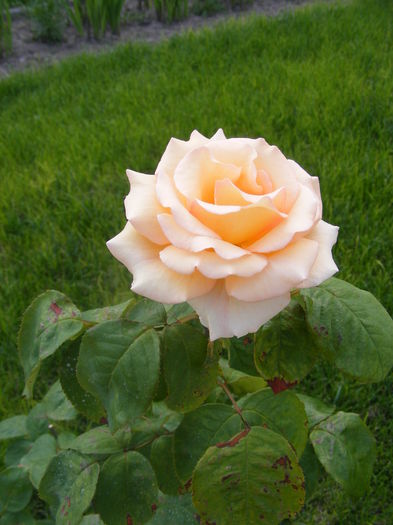 DSCF0602