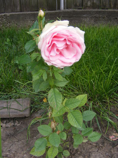 DSCF0606