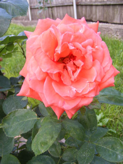 DSCF0609