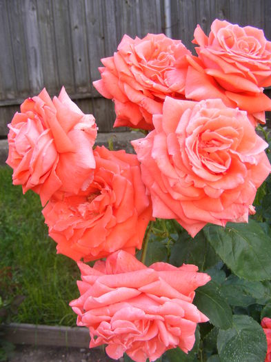 DSCF0610
