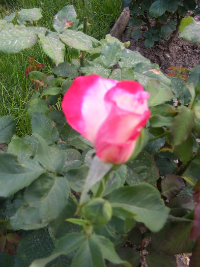 DSCF0611