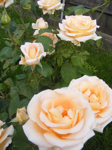 DSCF0612