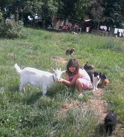 capra CICI - Alti catei si animale