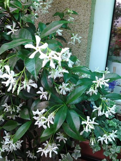 jasmine trachelospermum - iunie 2014