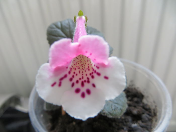  - mini sinningii 2014