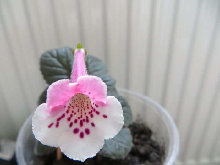  - mini sinningii 2014