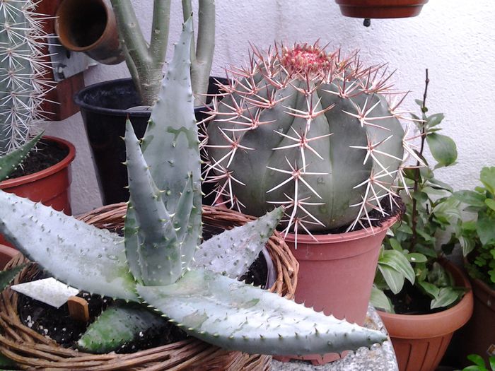 aloe si melocactus bahiensis