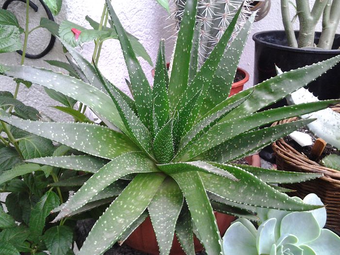 aloe aristata