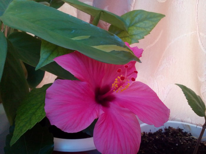 P_20140611_155813 - hibiscus