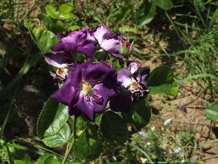 16.06.2014 - Rhapsody in Blue