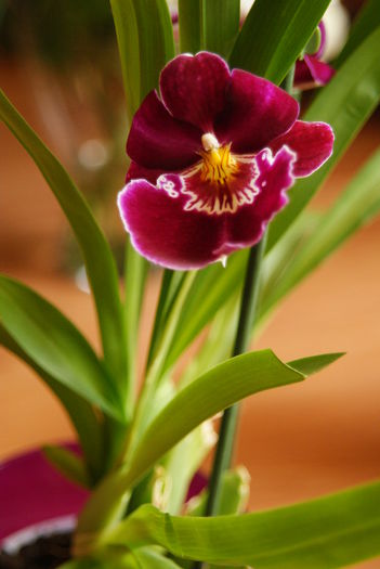 Miltonia