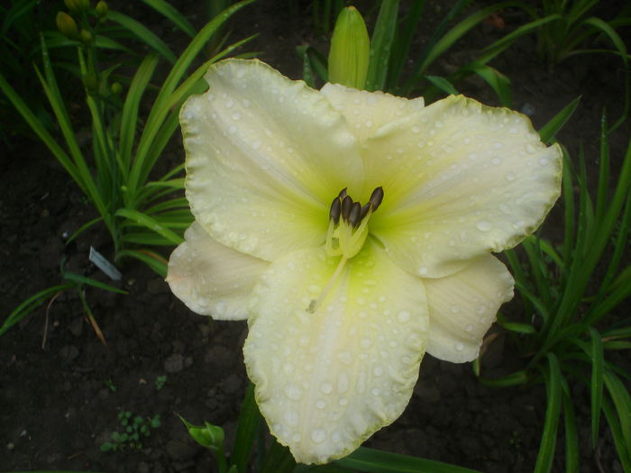 Arctic Snow - hemerocallis 2014