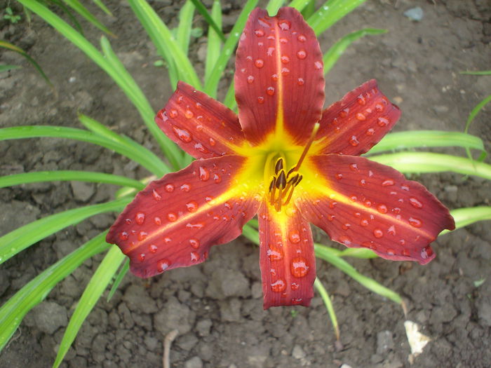 cumparat ca Amadeaus,dar.... - hemerocallis 2014