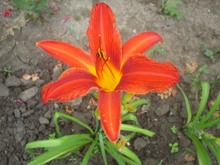 Campifire Ambers - hemerocallis 2014