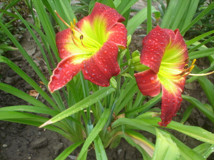 Christmas Is - hemerocallis 2014