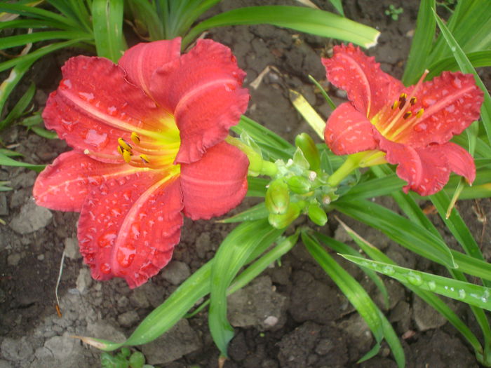 red rum - hemerocallis 2014