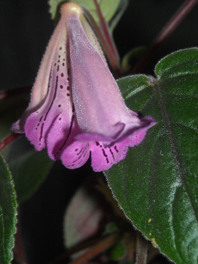 HCY_S Merry Go Round