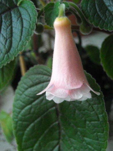 Amanda_s Penny x Playful