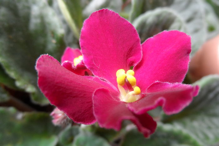 Just Love - Violete africane