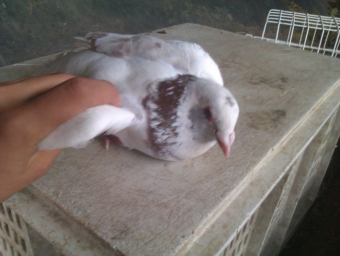 mascul - Porumbei