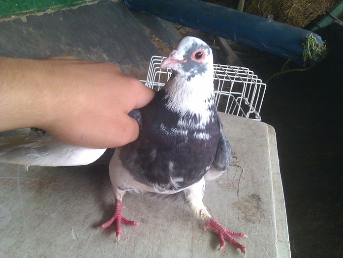 mascul - Porumbei