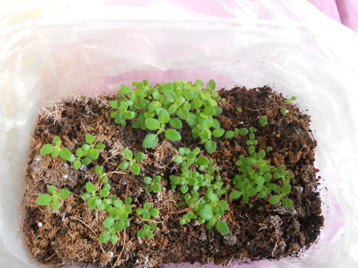 DSCN7095 - Sinningia 2014