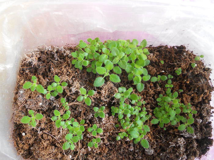 DSCN7096 - Sinningia 2014