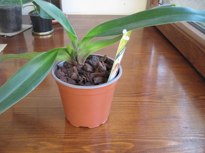Paphiopedilum cu pui , pret : 23 ron - Vanzare orhidee 2014