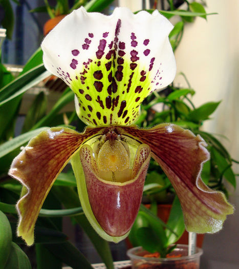 Asa infloreste Paphiopedilum - Vanzare orhidee 2014