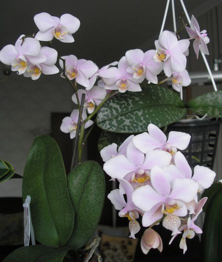 Asa infloreste Phalaenopsis Jiaho's pink girl - Vanzare orhidee 2014