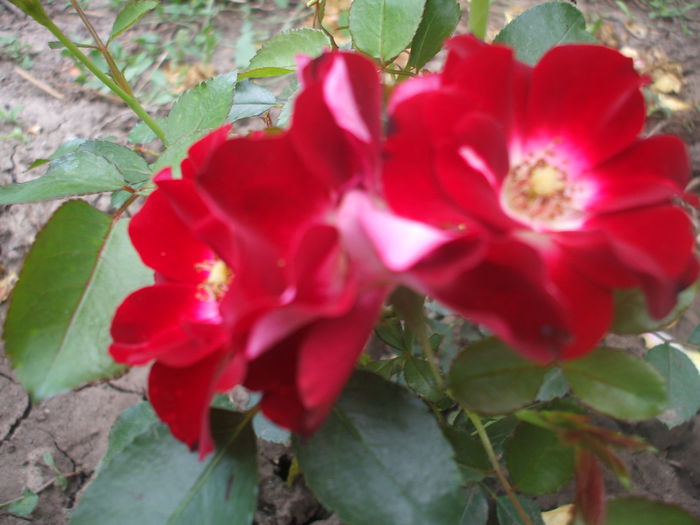 Patrick Poivre DArvor