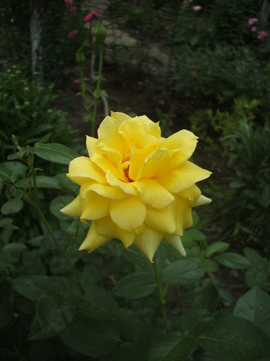 DSCF9905 - trandafiri 00